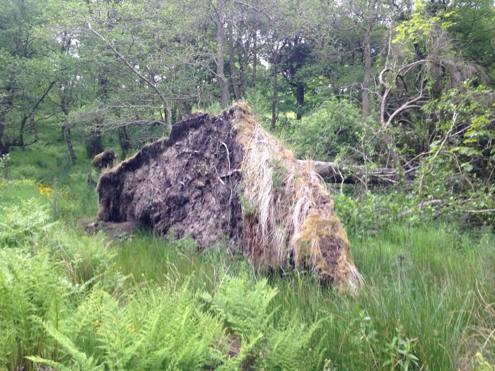 Fallen tree in Lightwood with root ball and shield in tact. It makes a fantastic habitat for all sorts of invertebrates.