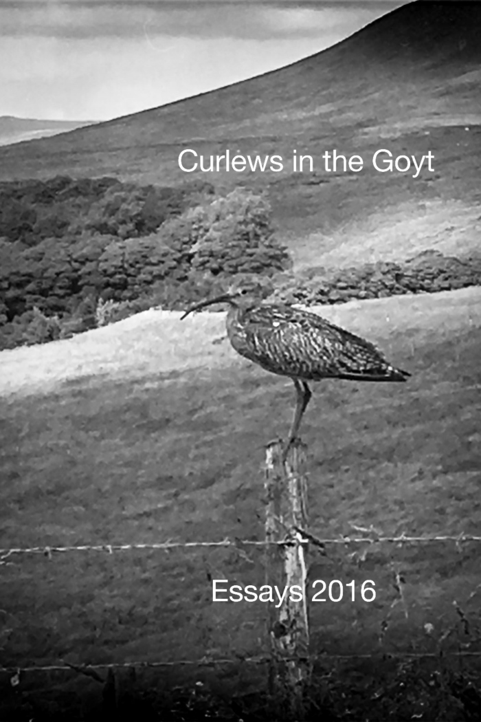 Curlew_Essay-Page