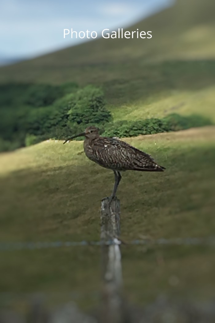 Curlews_Galleries.jpg